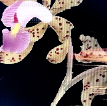 A close-up of a spotted yellow orchid with a pink and white center, set against a black background. The petals have red spots and the image has visible digital lines.