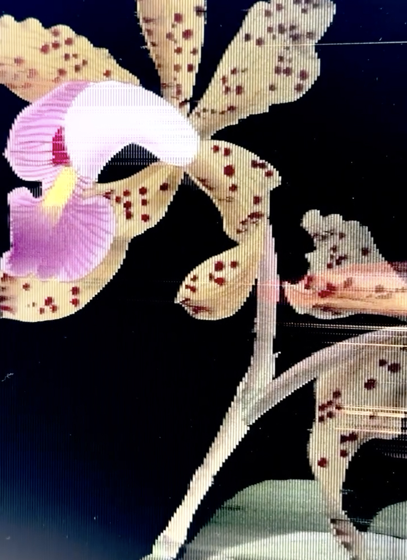 A close-up of a speckled orchid with yellow petals and maroon spots, a pink and white lip, and green leaves, set against a black background.